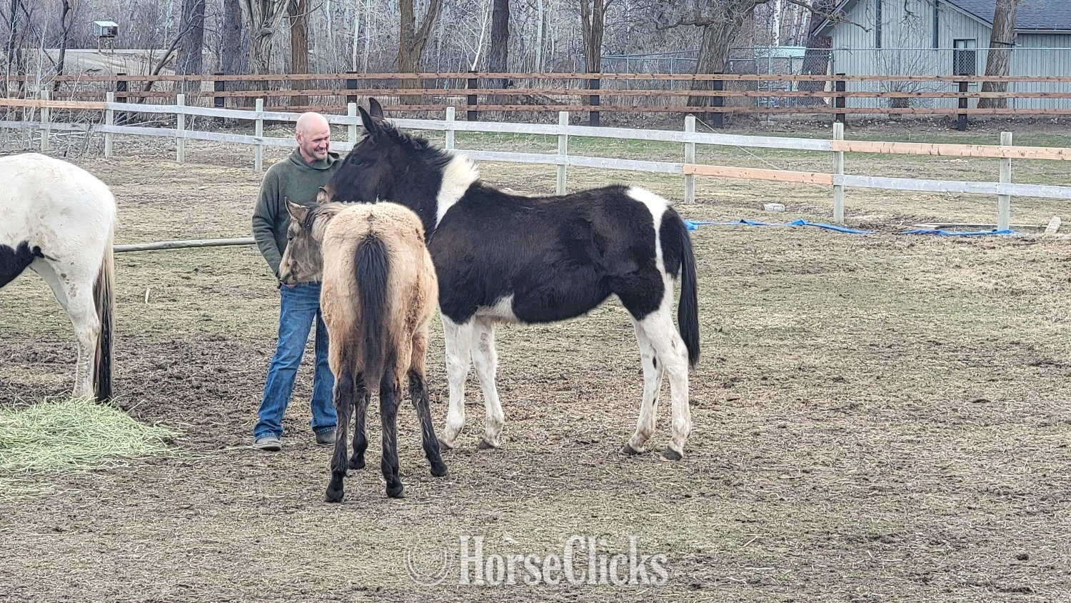 "Harley" Pinto Filly Mule - Mule in Washington