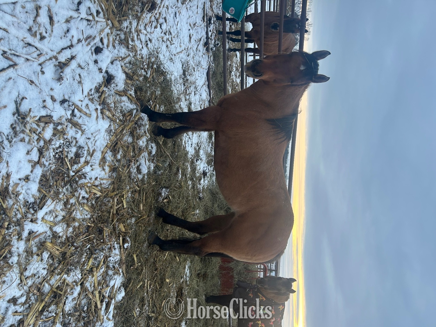 "Corona " Dun Mare Quarter Horse in North Dakota