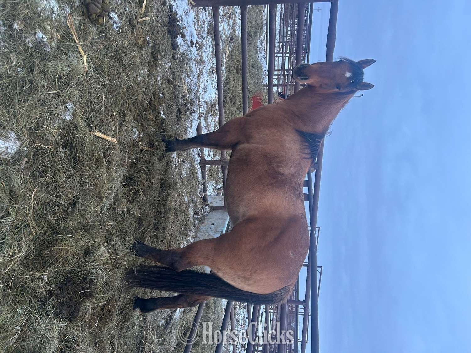"Corona " Dun Mare Quarter Horse