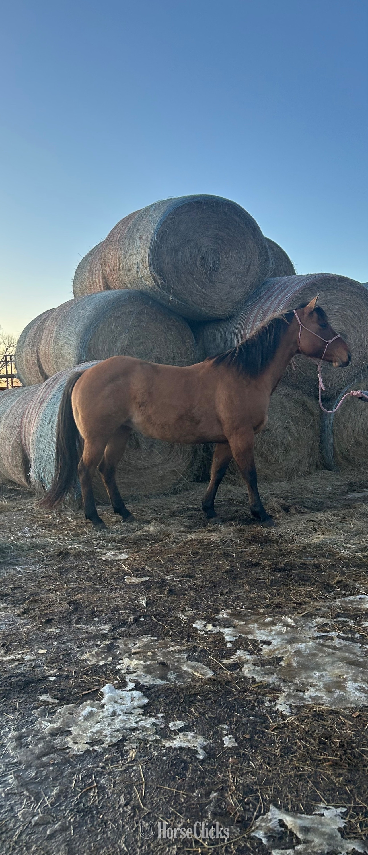 North Dakota "Corona " Dun Mare Quarter Horse