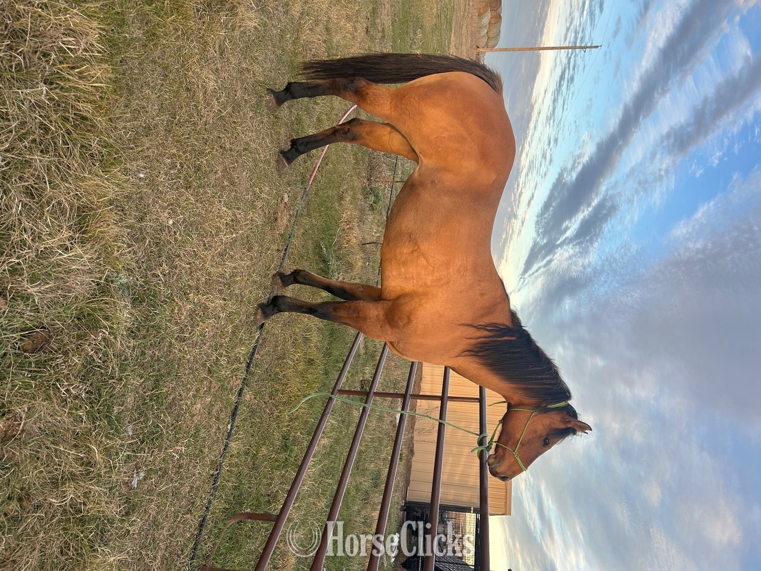 "Corona " Dun Mare Quarter Horse - Quarter Horse in North Dakota