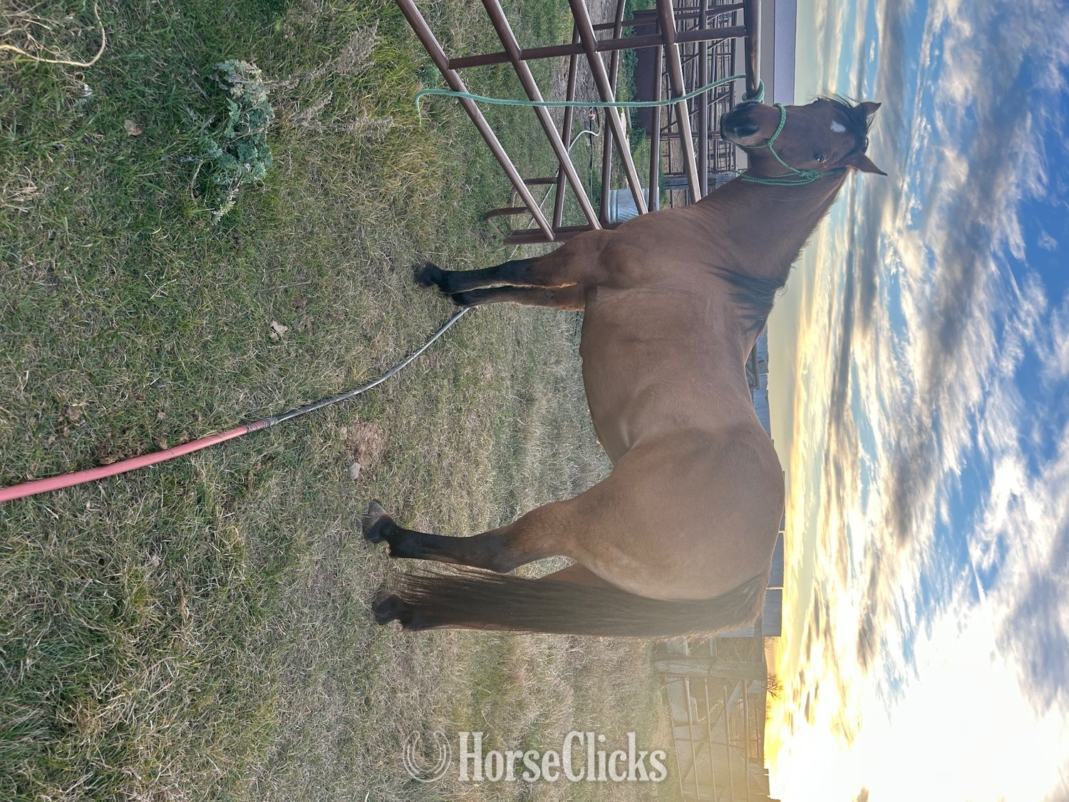 "Corona " Dun Mare Quarter Horse North Dakota