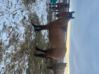 "Corona " Dun Mare Quarter Horse