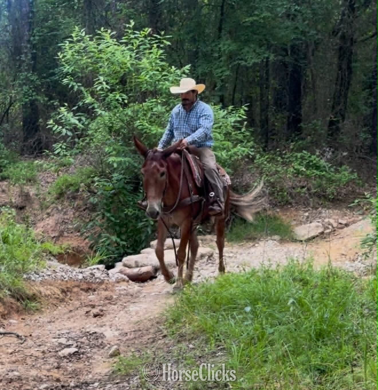 "ANNIE OAKLEY" Sorrel Mare Mule - Mule in Texas