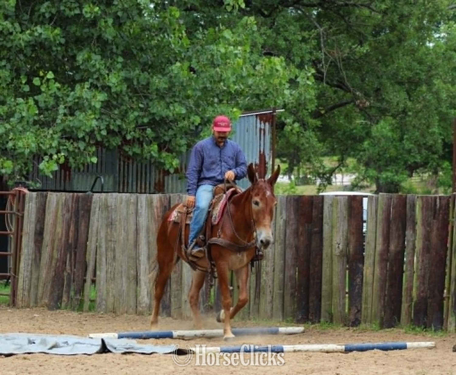 "ANNIE OAKLEY" Sorrel Mare Mule Texas