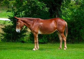 "ANNIE OAKLEY" Sorrel Mare Mule