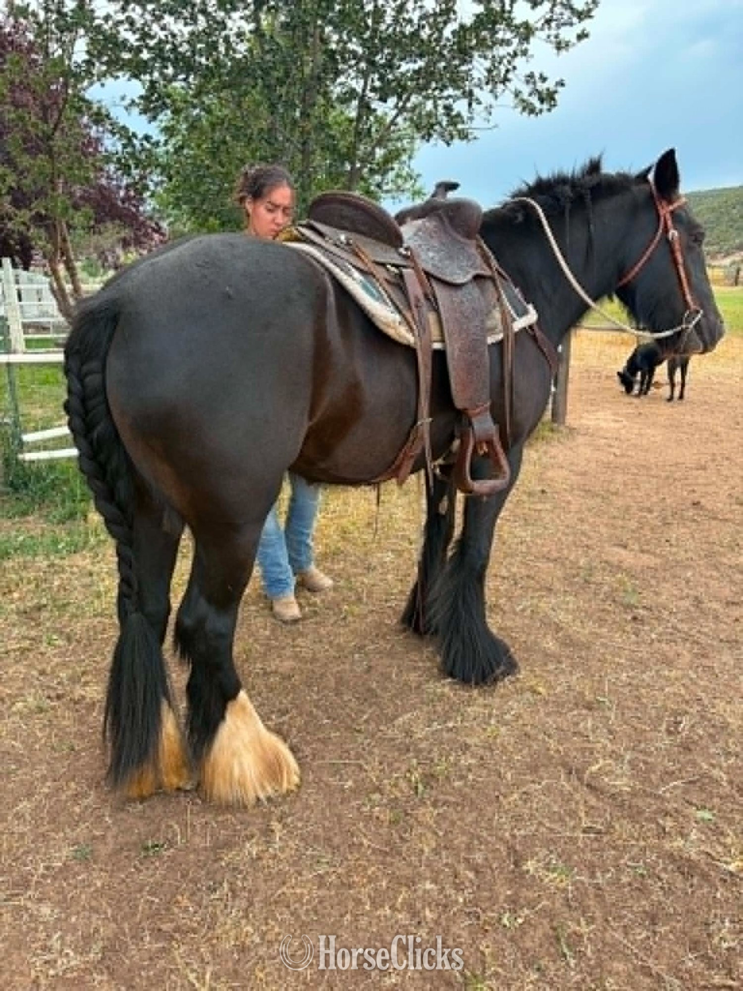 "Shadow" Black Mare Gypsy Vanner in Utah