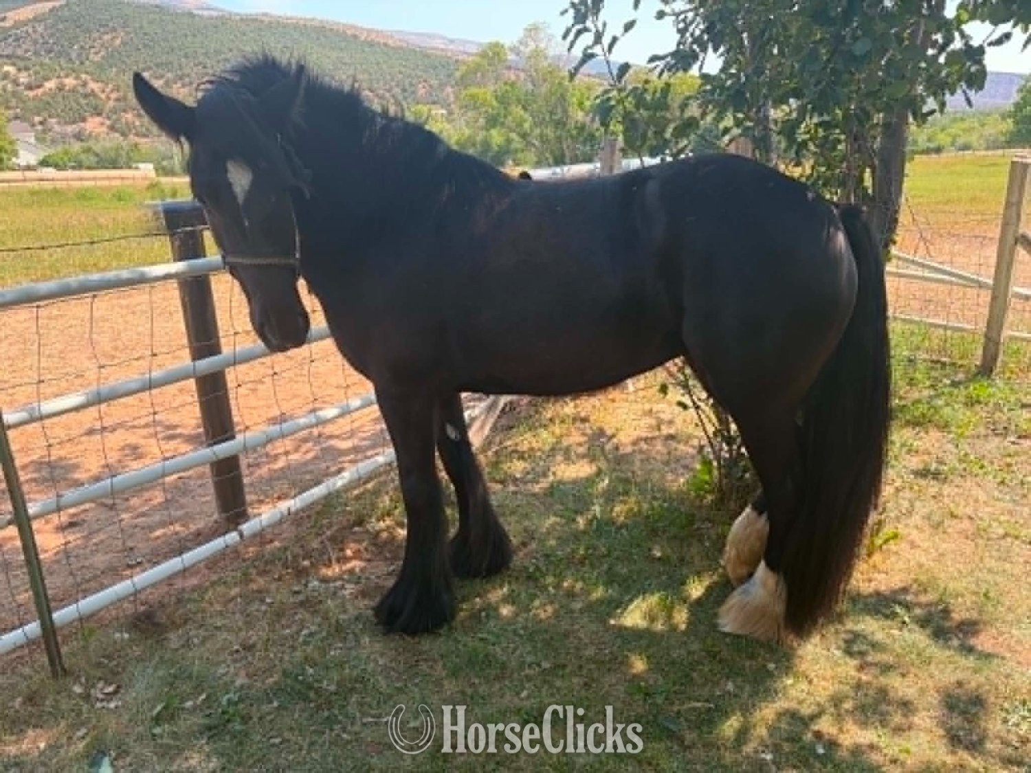 Utah "Shadow" Black Mare Gypsy Vanner