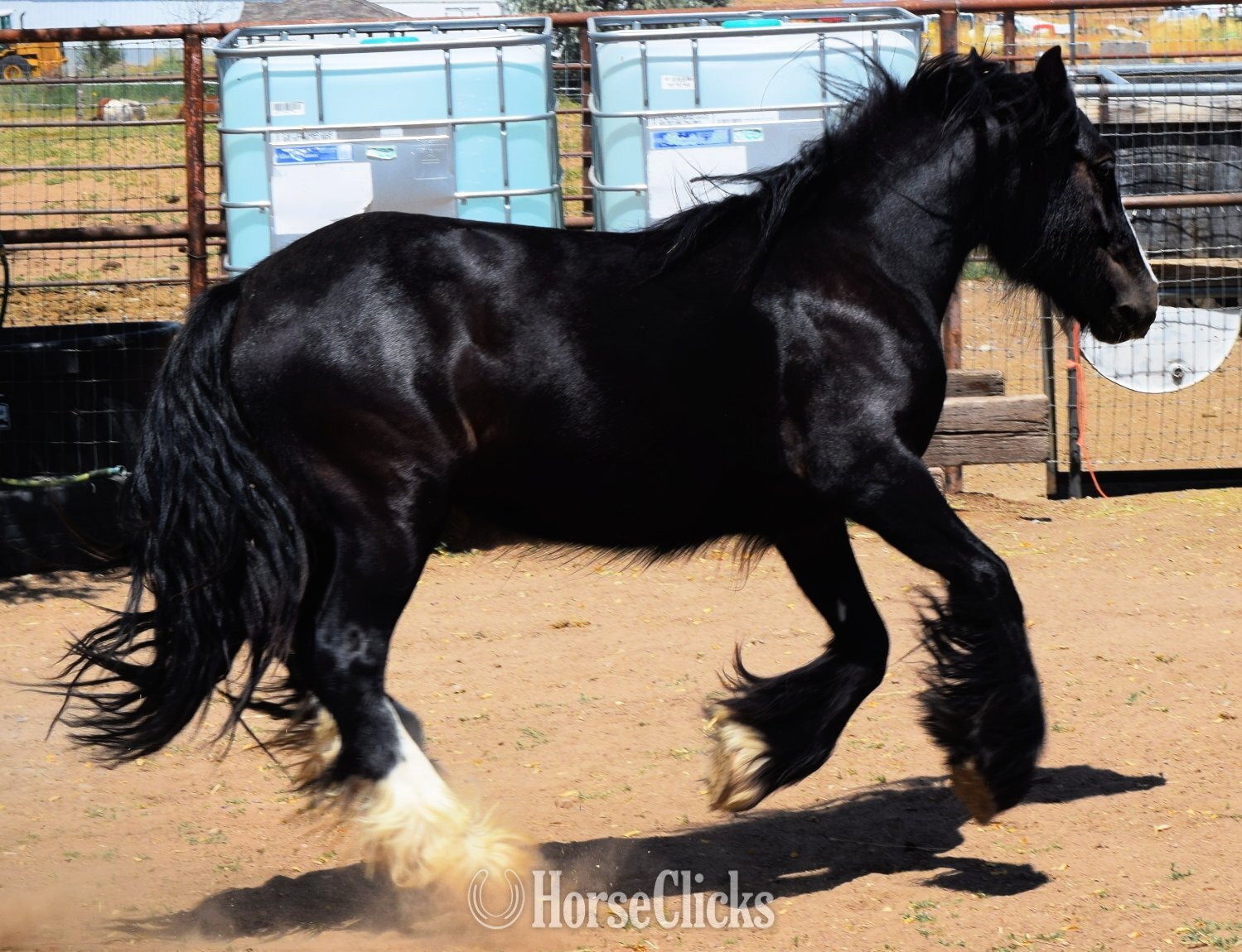 "Shadow" Black Mare Gypsy Vanner - Gypsy Vanner in Utah