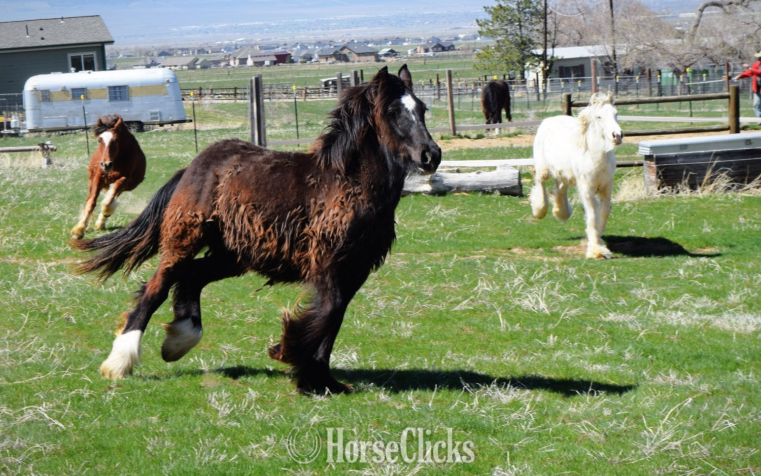 "Shadow" Black Mare Gypsy Vanner - Gypsy Vanner