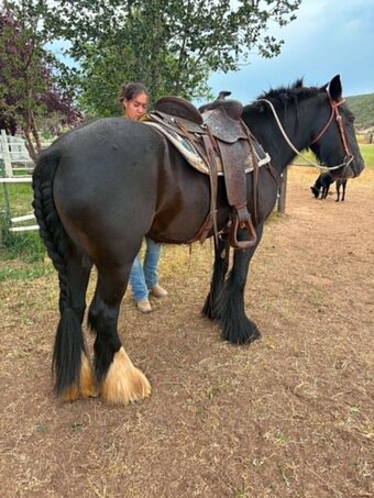 "Shadow" Black Mare Gypsy Vanner