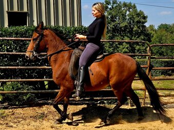 "Agrinio de Fantasia " Bay Gelding Paso Fino