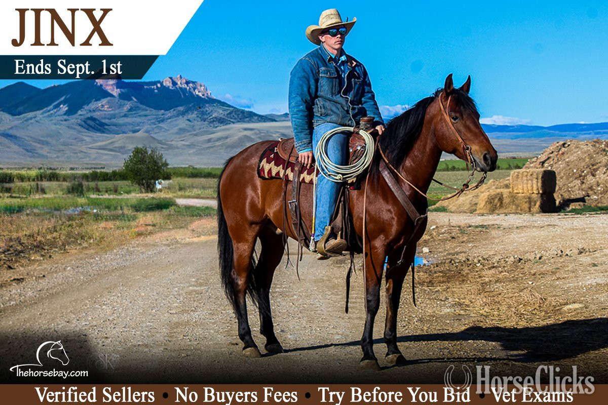 "Jinx" Bay Gelding Quarter Horse in Wyoming