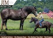 "Jim" Grey Gelding Draft