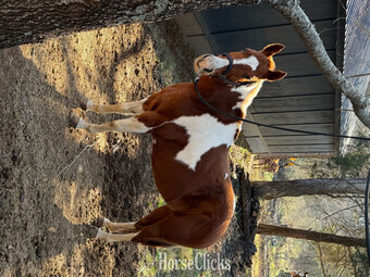 "Delilah" Sorrel Mare Other Breed