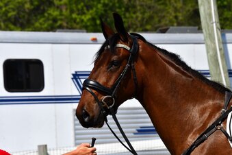 "Godot" Gelding Cleveland Bay