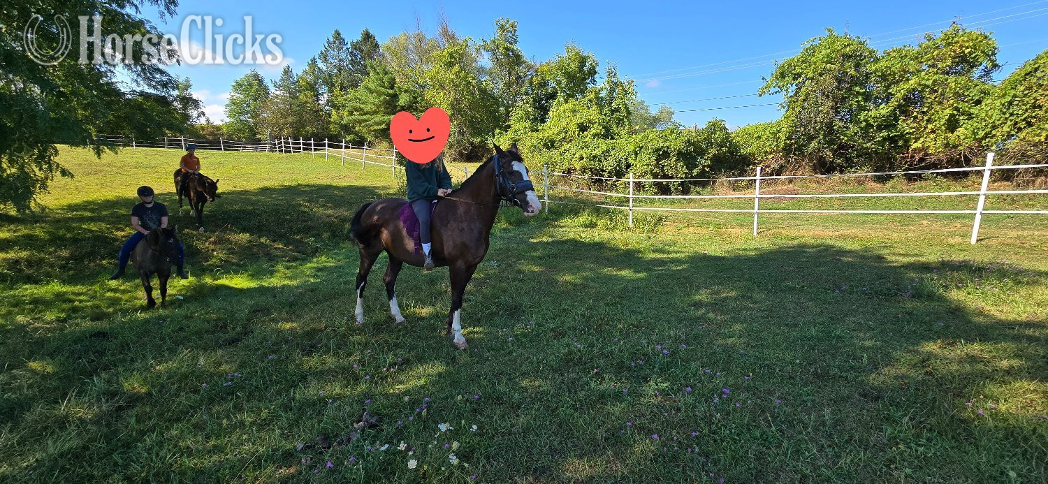 "Lily" Black Mare Dutch Warmblood in New York