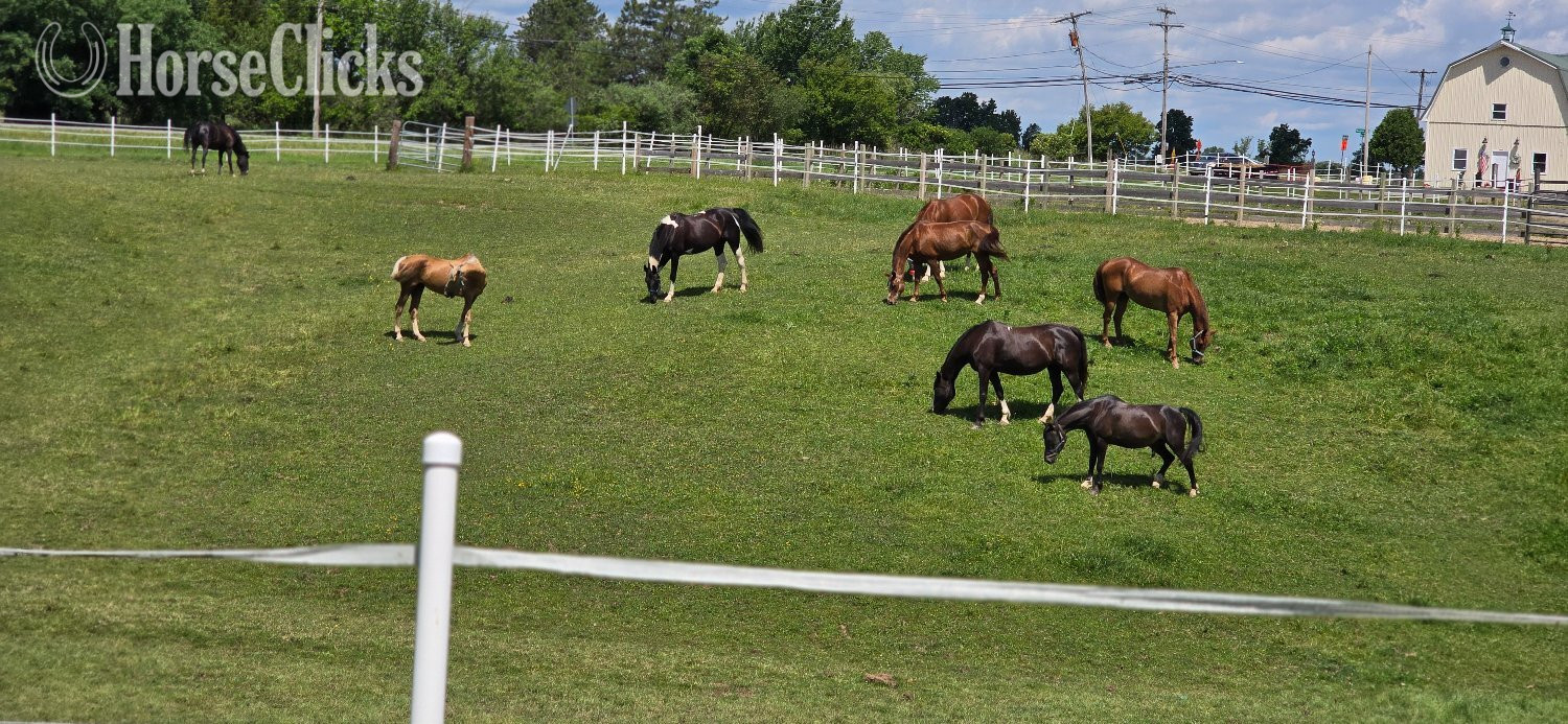 "Lily" Black Mare Dutch Warmblood