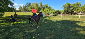 "Lily" Black Mare Dutch Warmblood