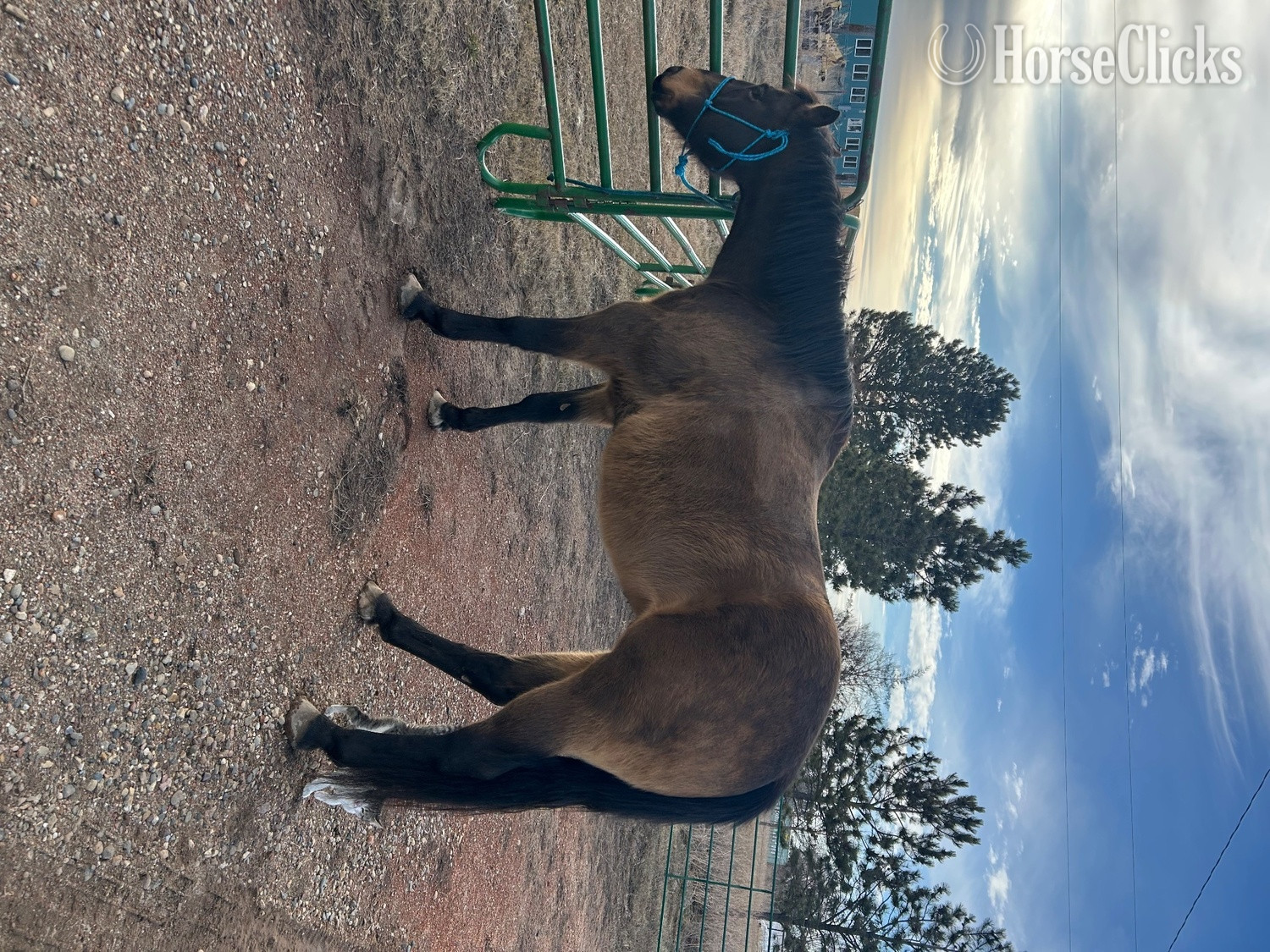 "Bucky " Buckskin Gelding Quarter Horse in North Dakota