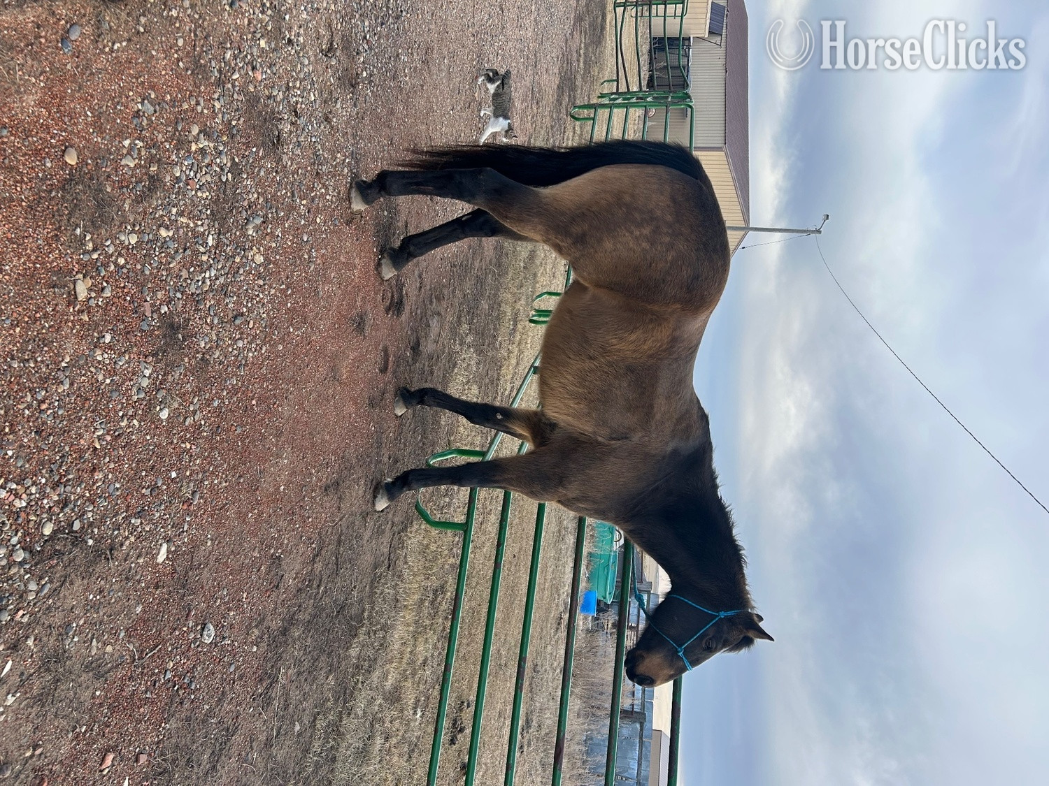 "Bucky " Buckskin Gelding Quarter Horse