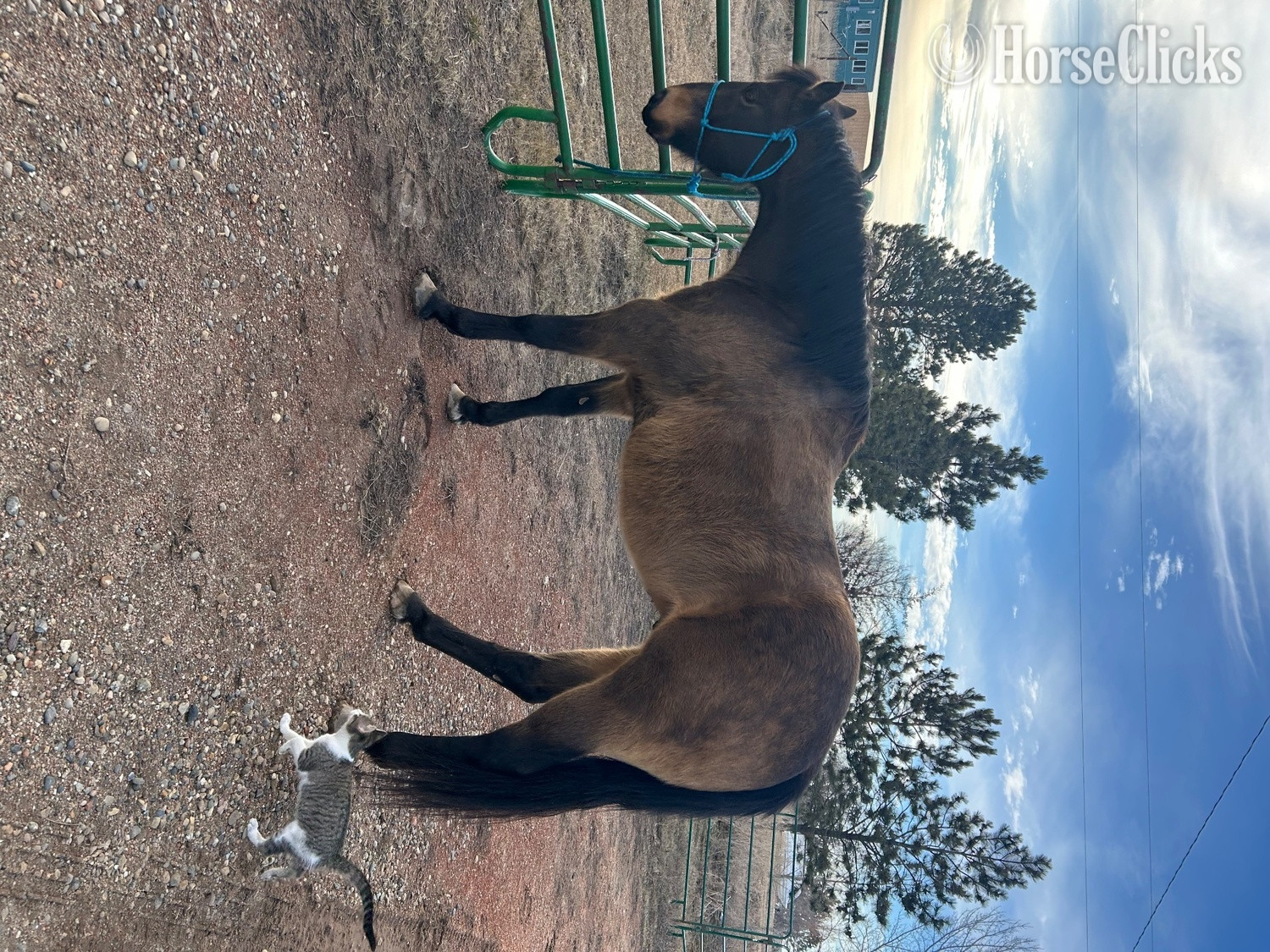 North Dakota "Bucky " Buckskin Gelding Quarter Horse