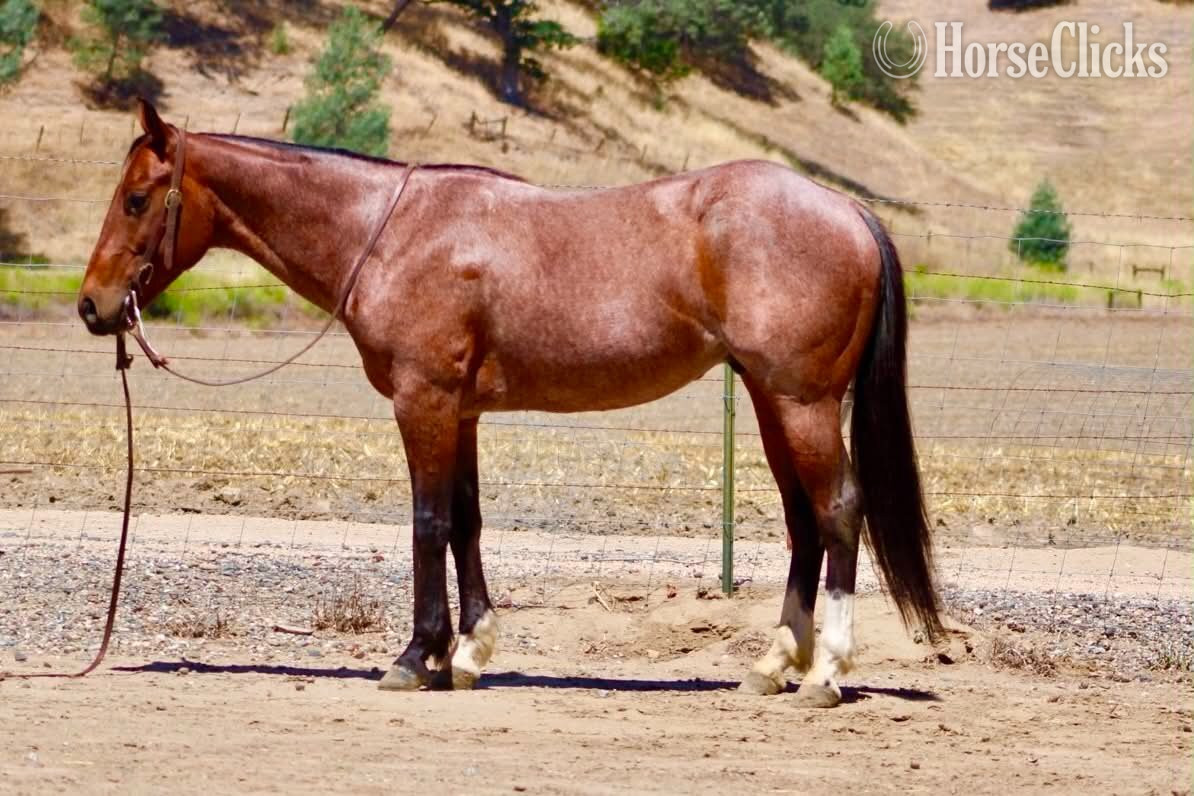 "BOOT SCOOT" Bay Roan Gelding Quarter Horse