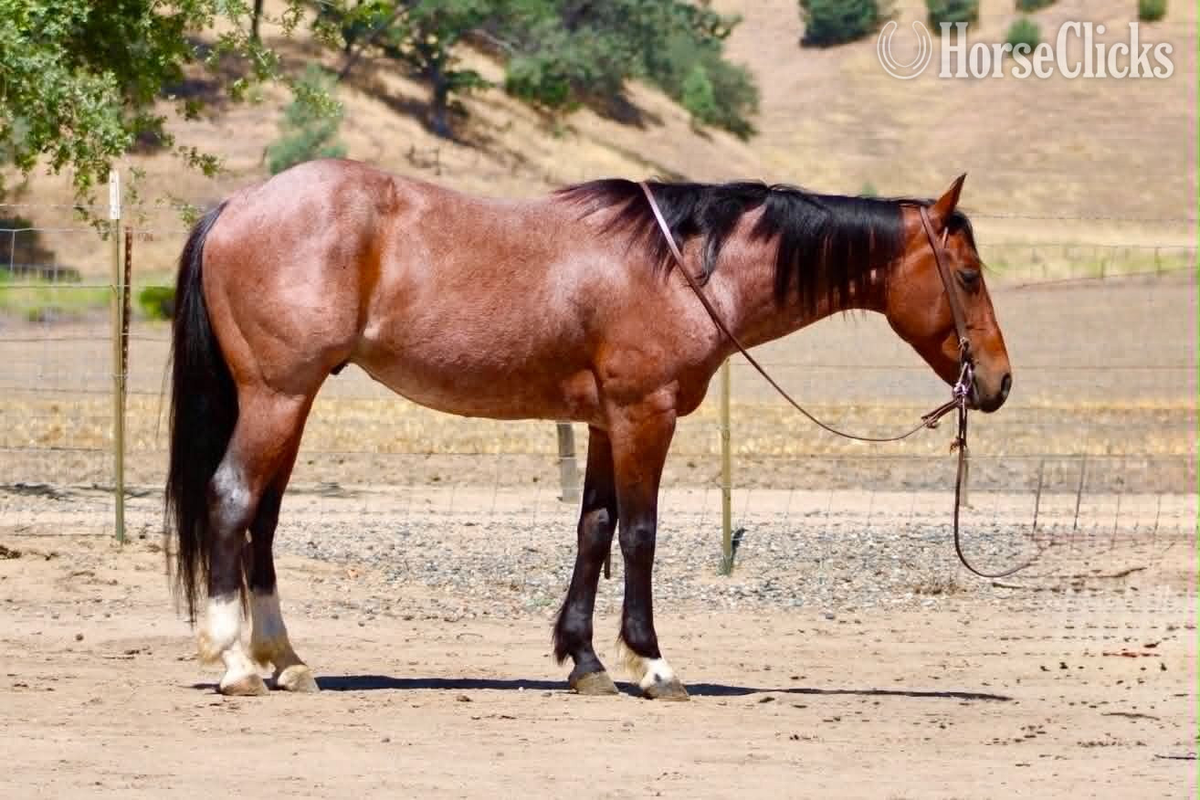 Quarter Horse - "BOOT SCOOT" Bay Roan Gelding Quarter Horse in California