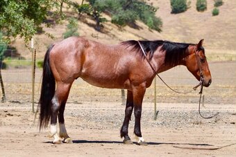 "BOOT SCOOT" Bay Roan Gelding Quarter Horse