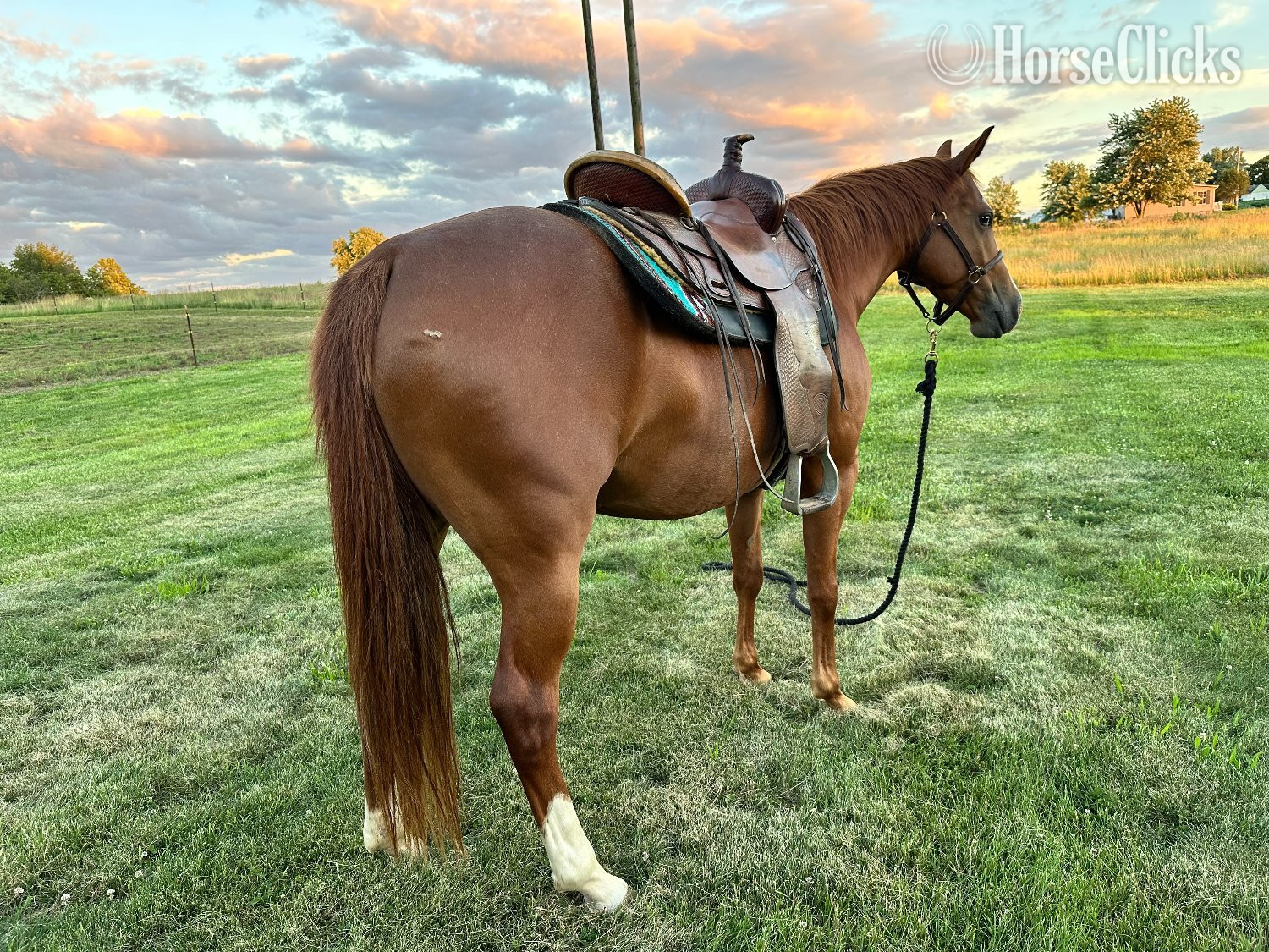 Indiana "TAZ PRECIOUS GAL" Sorrel Mare Quarter Horse