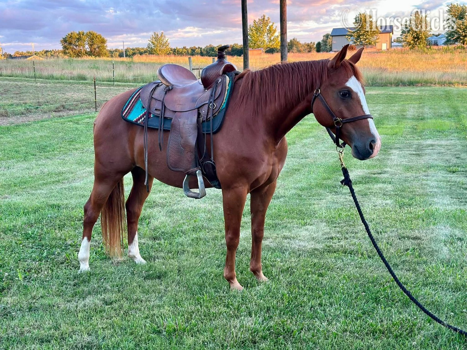 "TAZ PRECIOUS GAL" Sorrel Mare Quarter Horse - Quarter Horse in Indiana