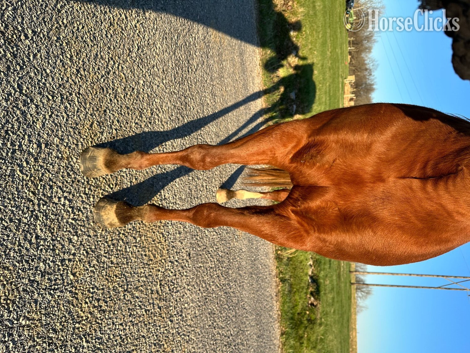 "TAZ PRECIOUS GAL" Sorrel Mare Quarter Horse - Quarter Horse
