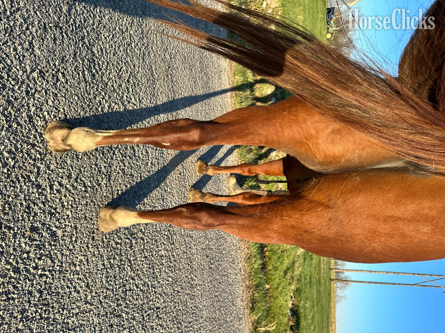 "TAZ PRECIOUS GAL" Sorrel Mare Quarter Horse Indiana