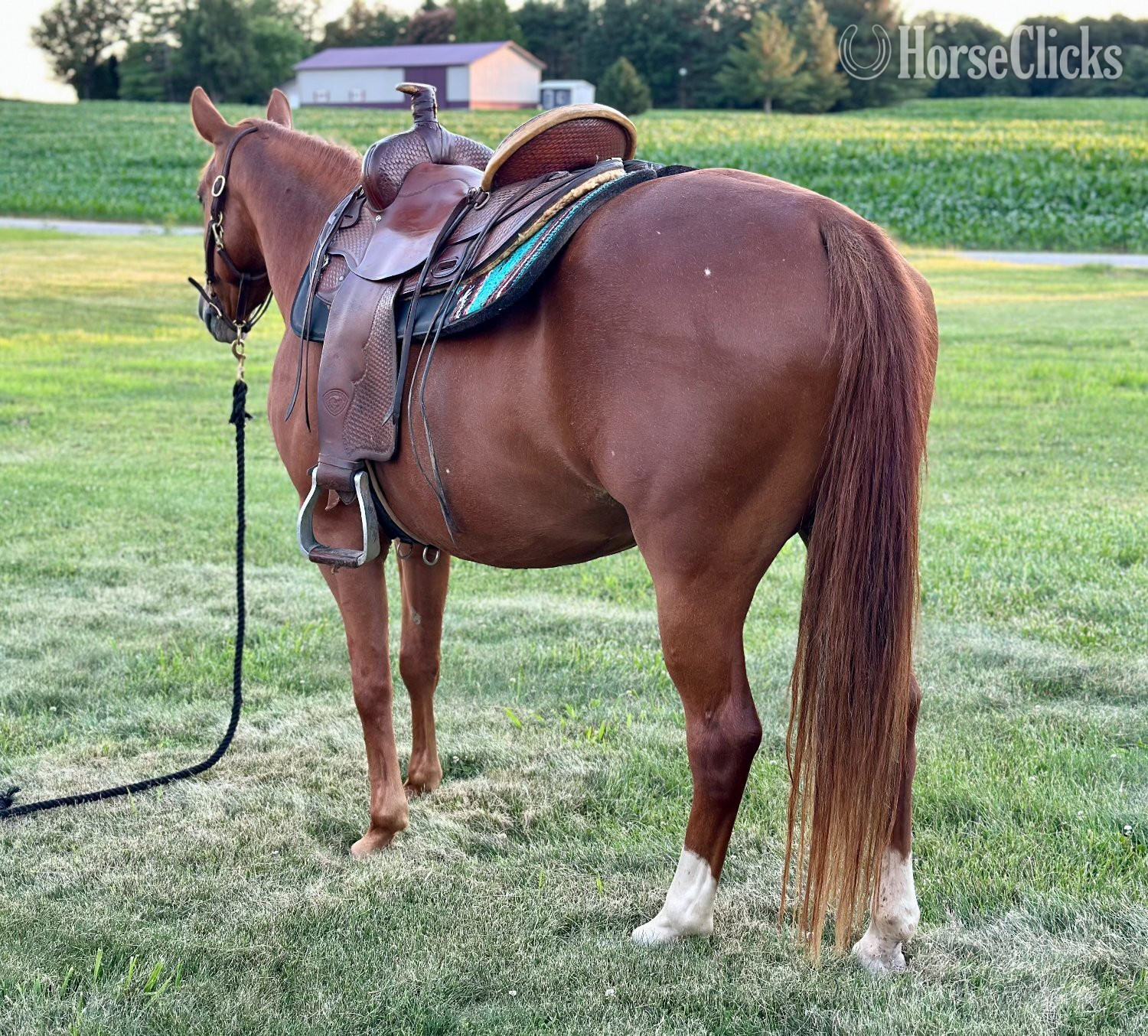 Quarter Horse - "TAZ PRECIOUS GAL" Sorrel Mare Quarter Horse in Indiana