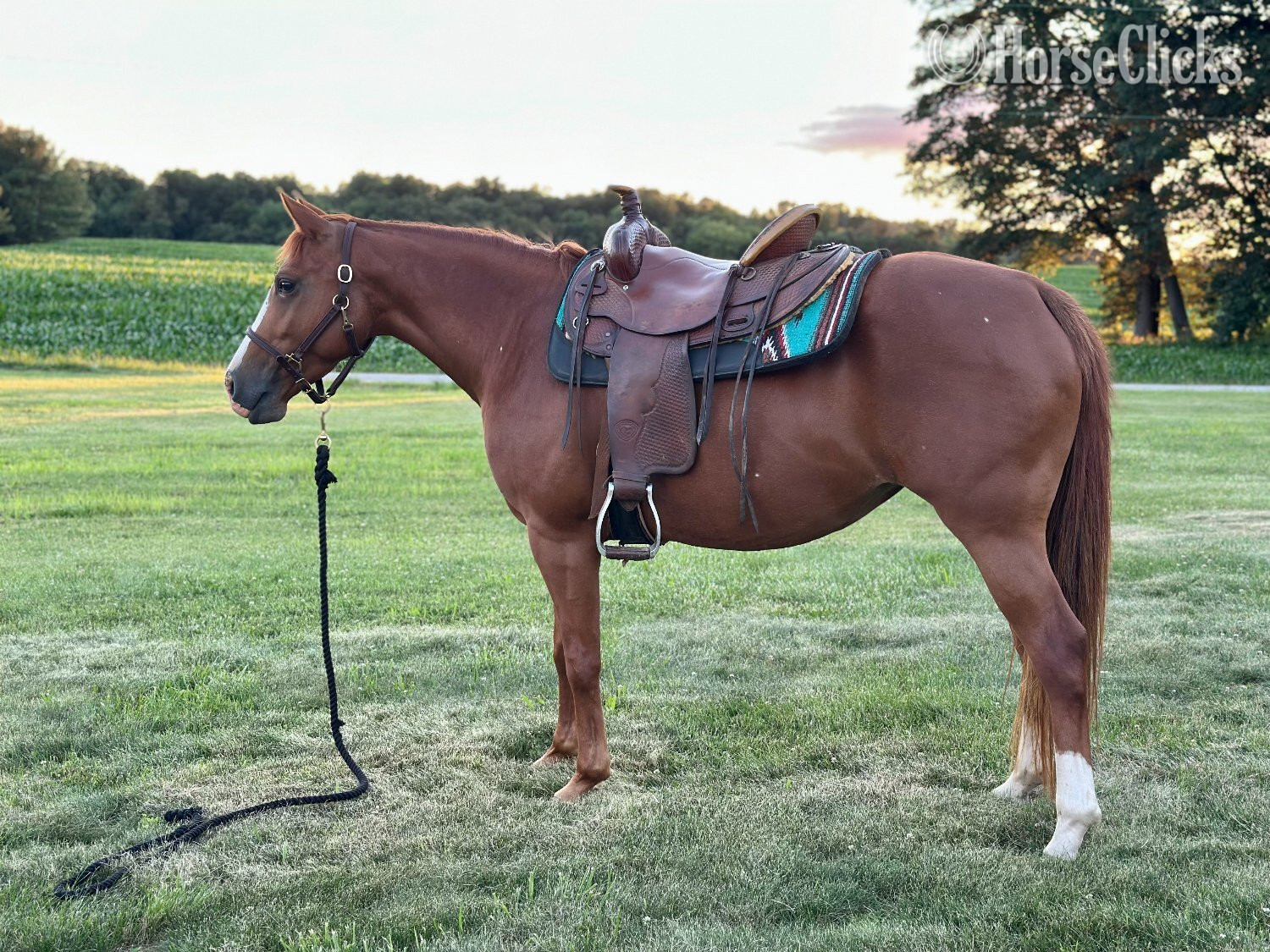 Quarter Horse - "TAZ PRECIOUS GAL" Sorrel Mare Quarter Horse