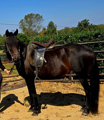 "Angelica de fantasia " Black Mare Paso Fino