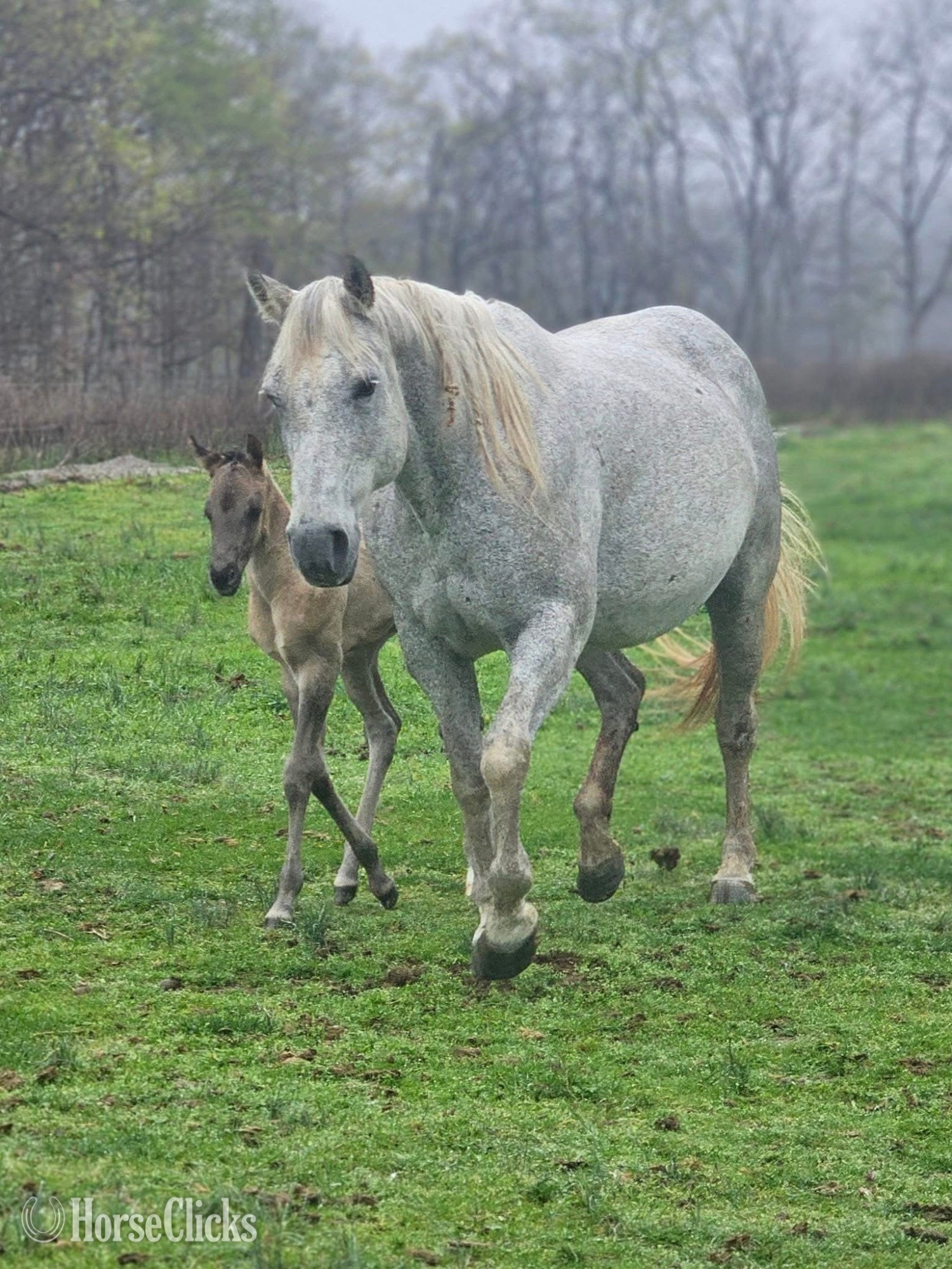 "Penny ( Pending ApHC)" Blue Roan Filly Appaloosa