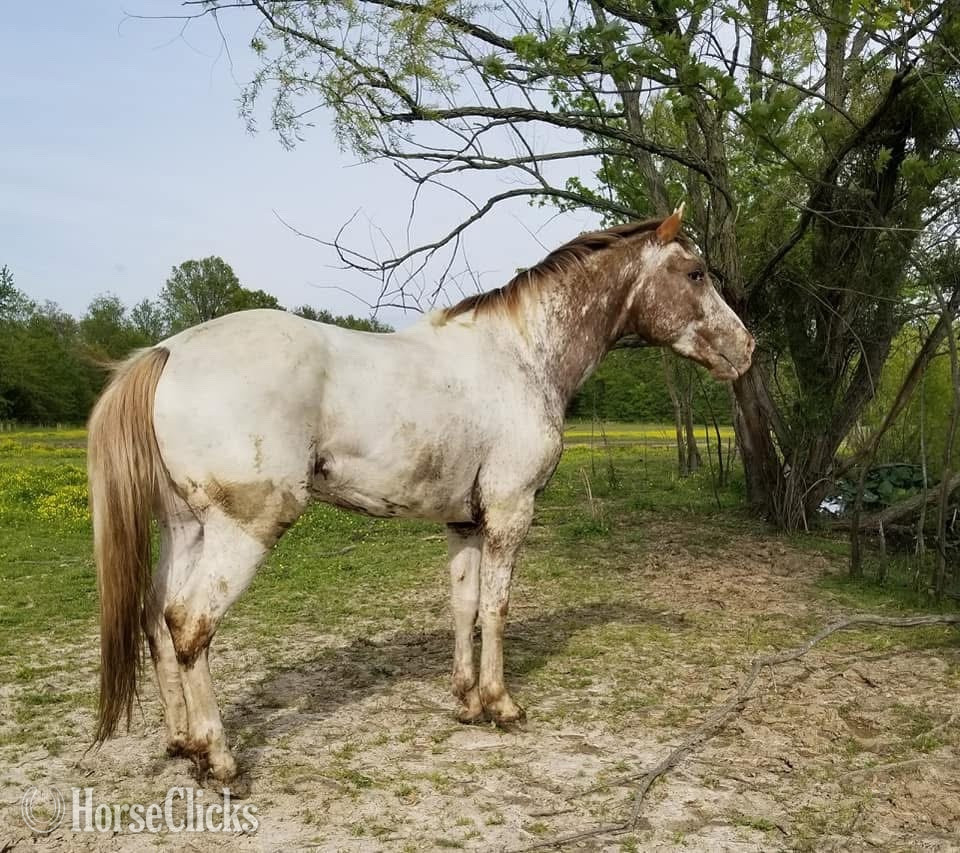 Illinois "Penny ( Pending ApHC)" Blue Roan Filly Appaloosa