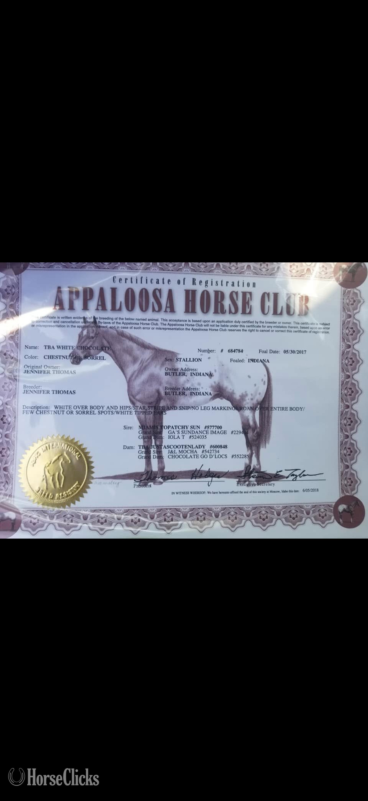 "Penny ( Pending ApHC)" Blue Roan Filly Appaloosa - Appaloosa in Illinois