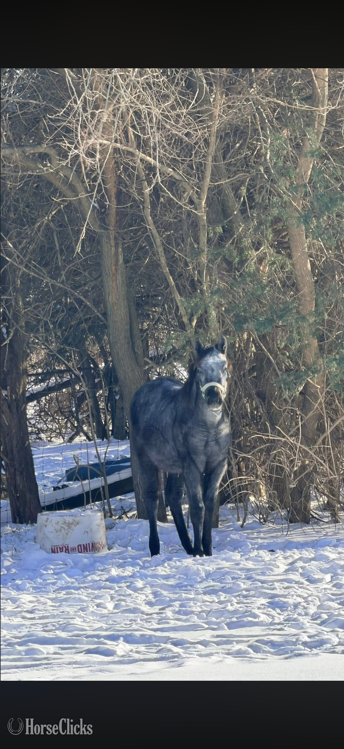 "Penny ( Pending ApHC)" Blue Roan Filly Appaloosa Illinois