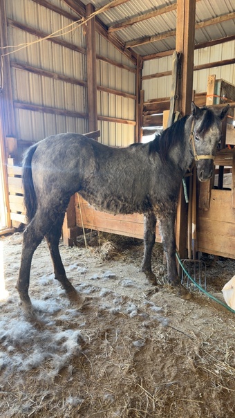 "Penny ( Pending ApHC)" Blue Roan Filly Appaloosa