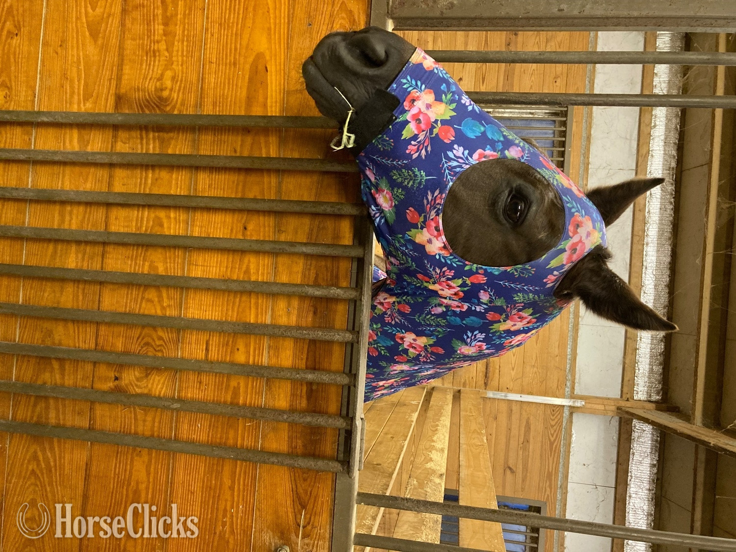 16hh Mare for Lease in New York