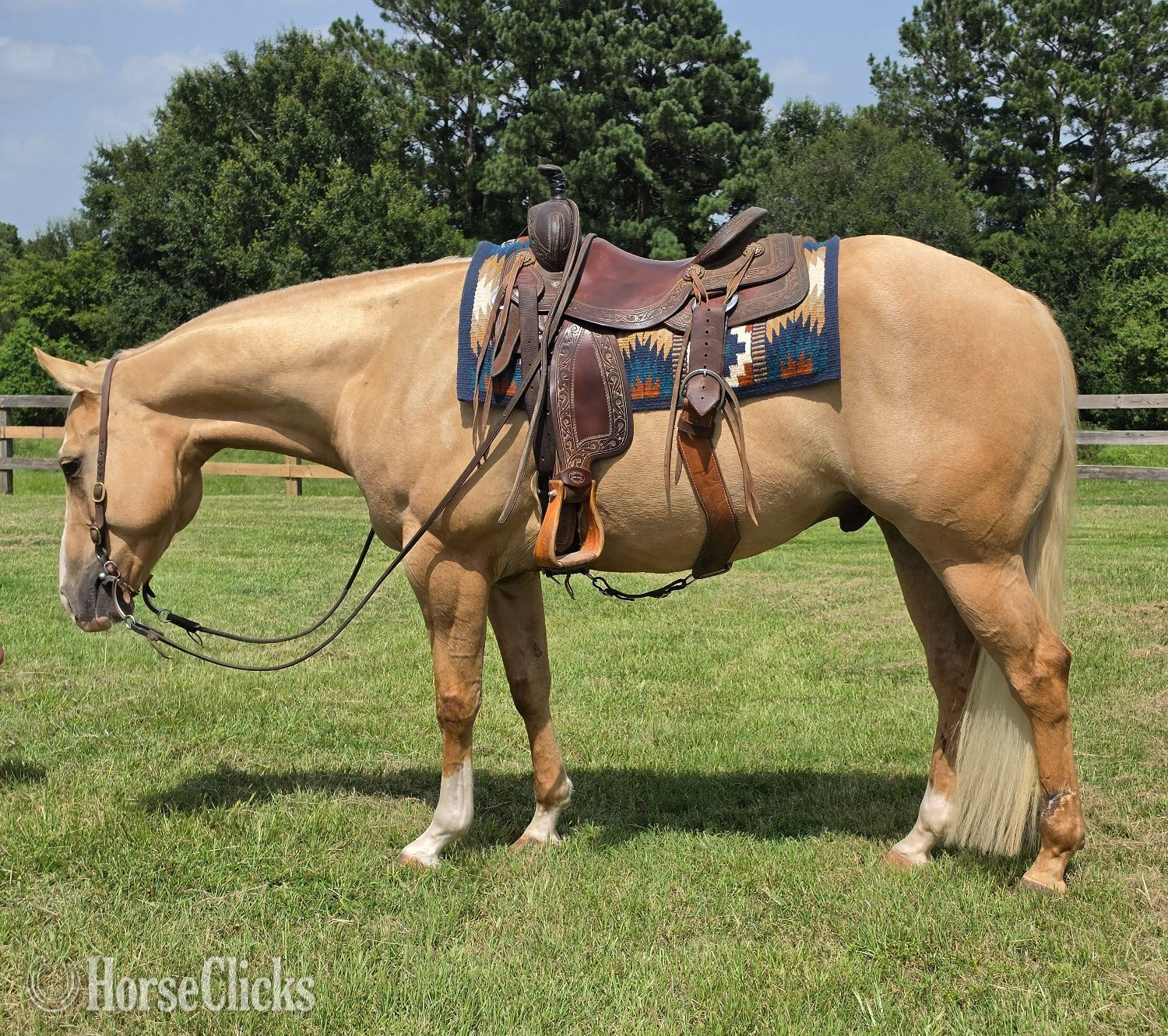"Xtra Little Wimpy" Palomino Gelding Quarter Horse in Texas