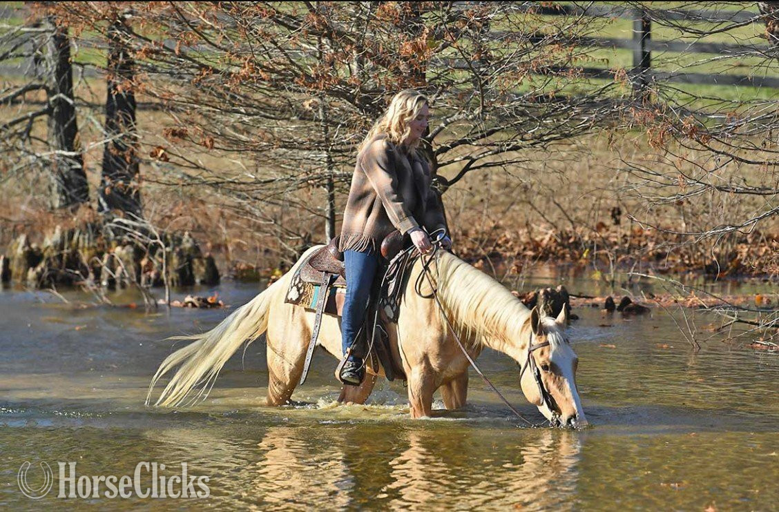 "Xtra Little Wimpy" Palomino Gelding Quarter Horse