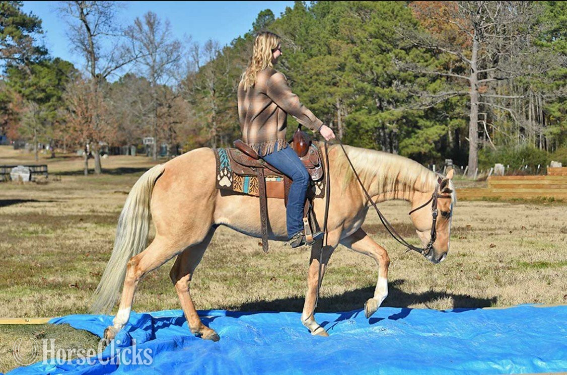 Texas "Xtra Little Wimpy" Palomino Gelding Quarter Horse
