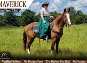 "Maverick" Sorrel Gelding Paint
