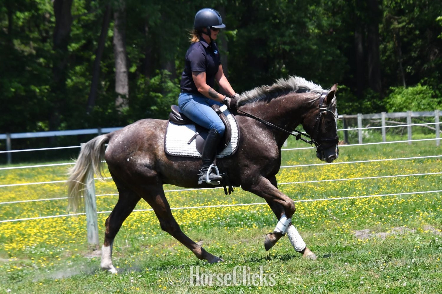 "Bowie"  Gelding Belgian in Colorado