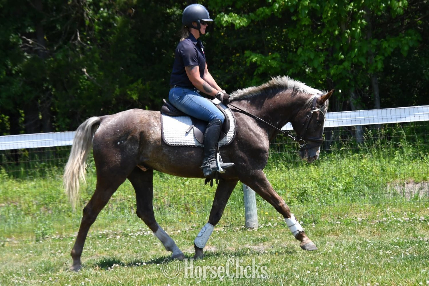 "Bowie"  Gelding Belgian