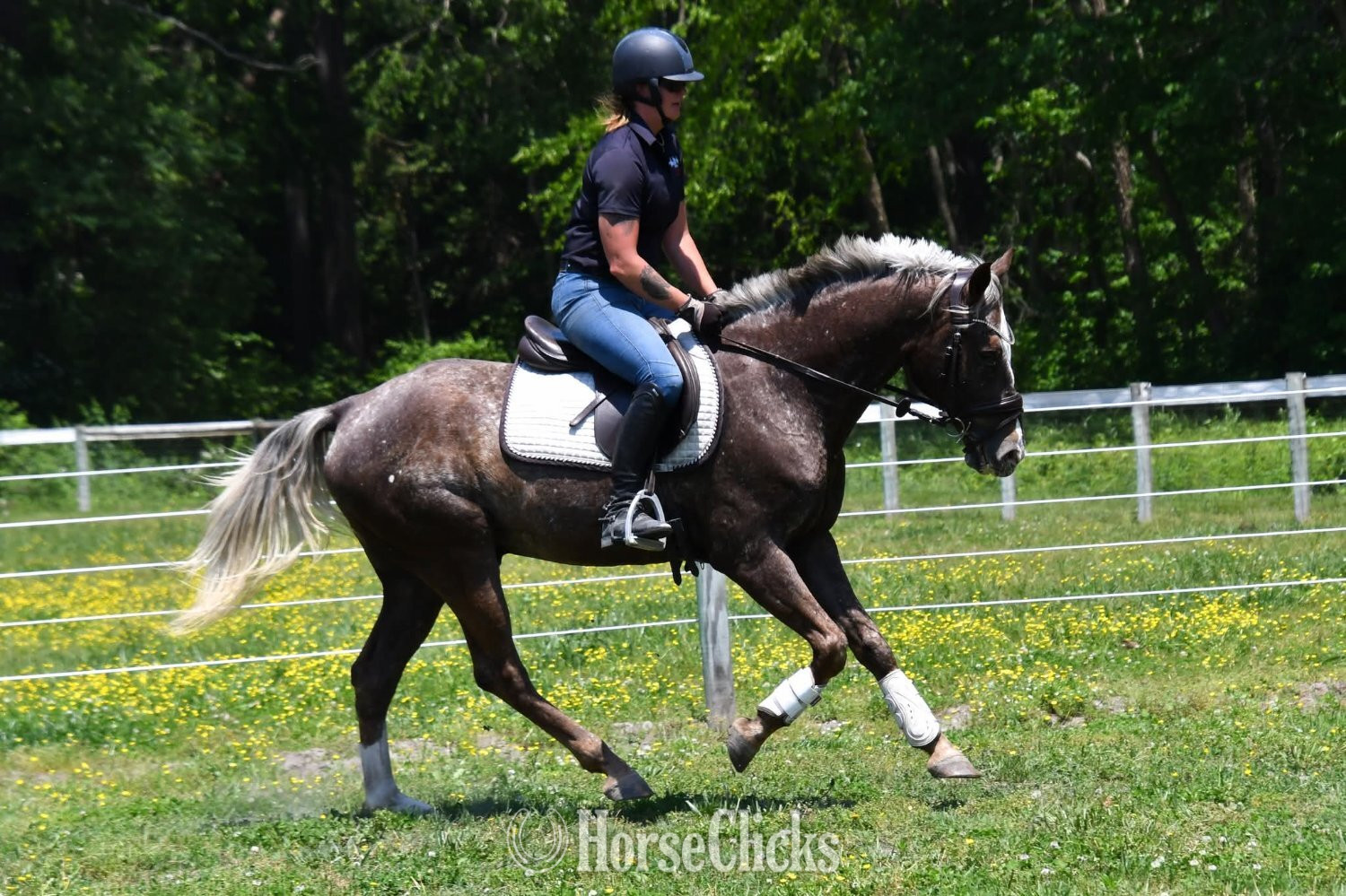 Colorado "Bowie"  Gelding Belgian