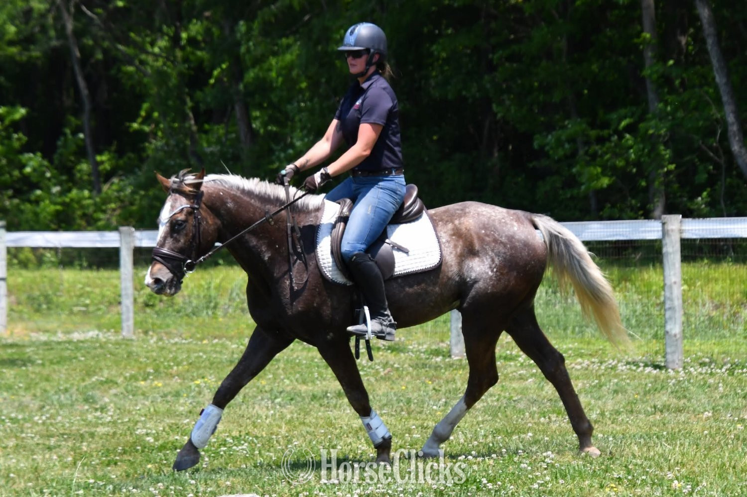 "Bowie"  Gelding Belgian - Belgian in Colorado